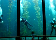Kelp limpeza