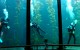 Kelp limpeza