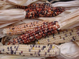 Indian Corn