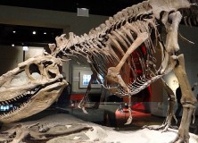 Field Museum-D