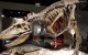 Field Museum-D