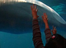 Shedd Aquarium