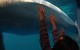 Shedd Aquarium