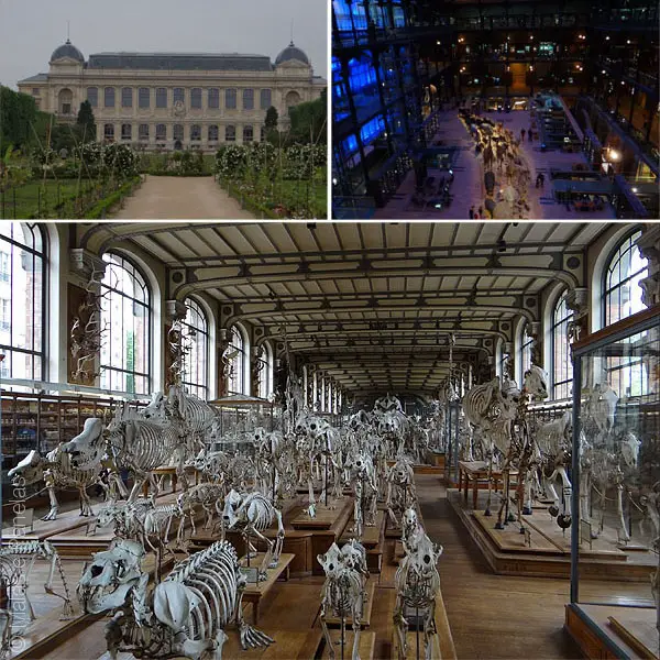 Jardin des Plantes, Museu Nacional de História Natural e Galeria de Palentologia e Anatomia Comparada