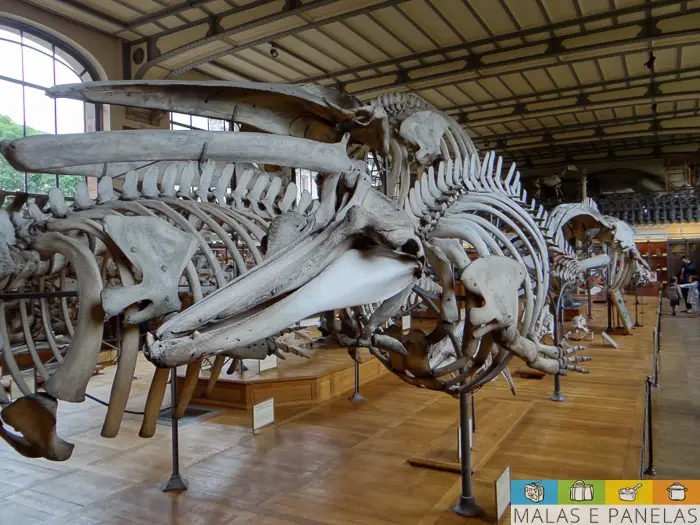 Galeria de Anatomia Comparada e Paleontologia Paris