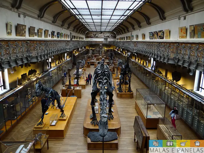 Galeria de Anatomia Comparada e Paleontologia Paris