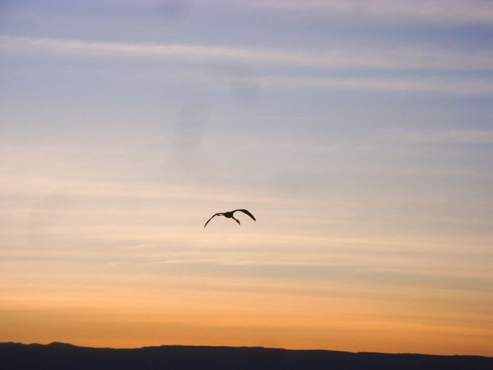Salar do Atacama - Não é sempre que se vê flamingos livres