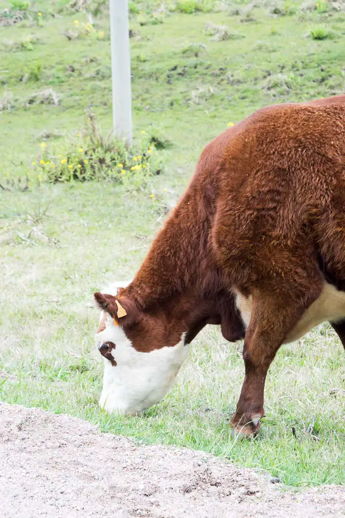 Vaca pastando no Uruguai