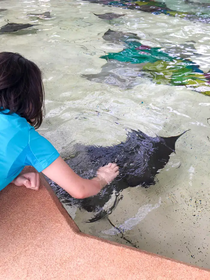 Tocando nas arraias no SeaWorld Orlando