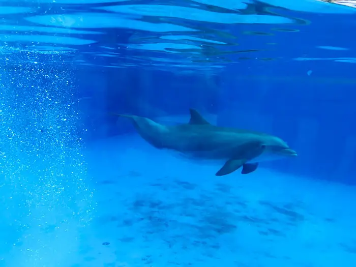 Dolphin Nursery - o berçário dos golfinhos