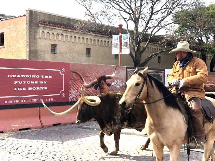 Cattle drive fort worth